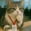 www.tiktok.comchanidapa