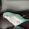 roobster4