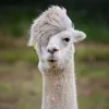 derbester1