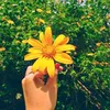 hoamattroi__