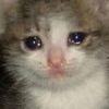 sadcatenergy