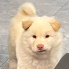 _kai.yjh