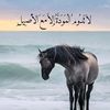 abdud911