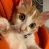matthasacat3