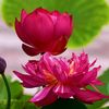 annhien89764