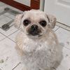 scruffysays