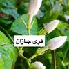 nayf_mokazam