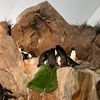 tyrantpenguinking