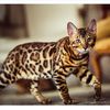 bengal_29