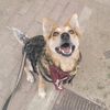orthodoxdog