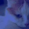 koshka_shellyy