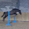 falco.10102024