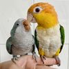 fifiparrots666
