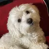 alinlfc