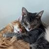 willow_and_willy