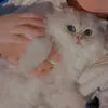 habboush90