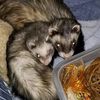 ronhas4ferrets