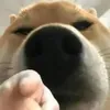 dev_madlife
