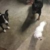 my_pets1234