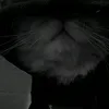 nydlen
