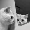 bubble_pii27