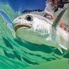 flyfishloverpeaceandlove