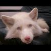 byakkowhitefoxo0