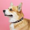 skipper_thecorgi