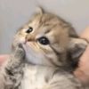 bichaasaww