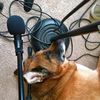 ms.g.music