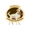 marvelretrievers
