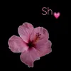 shereenali4709