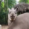 truongvanhuy_