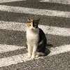 meow_66621