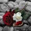 owaismalik870
