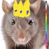 the__rat__queen