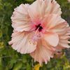 _ninolucas1129_