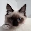ginasorayathecat
