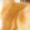 gabriamioetollece