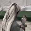 بادي الدوسري