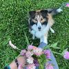 bella_the_shetland