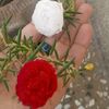 seerat.ali122615