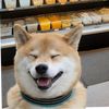 03_shiba2