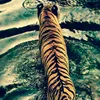 tiger00girl