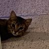 reply.cats