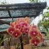hauanh444