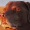 mavericktheracoon