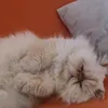 asnorfede
