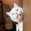 babeoctopus1