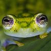 frogtongue123